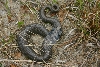 South Carolina Eastern Hog