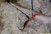 CT Copperhead
