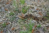 Copperhead