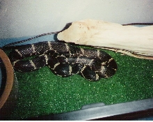 Wildcaught Eastern King circa 1986