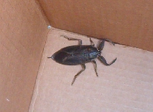 Unknown Insect
