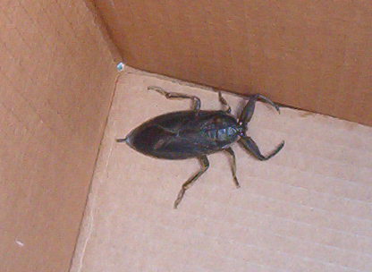 Unknown Insect