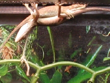 Anole Snugle Time