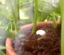 Anole Egg