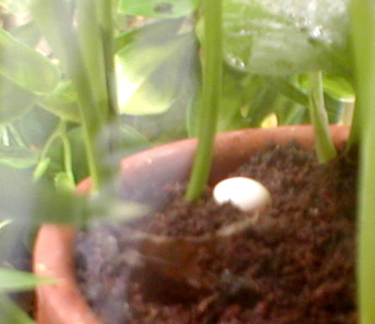 Anole Egg