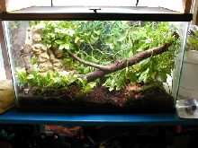 Anole Tank