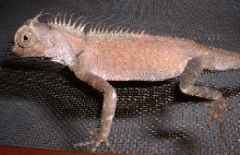 mystery Acanthosaur -  armata?
