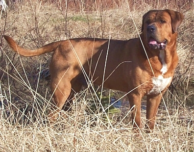 Tosa Inu