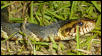 snake1