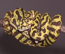 Carpondro Hybrid