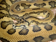 Jaguar Carpet
