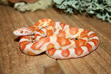 Santa Rosa County FL Corn Snake