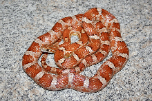 Adult captive bred male North Key Largo Rosy Red Ratsnake.