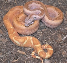 Sunset Boa