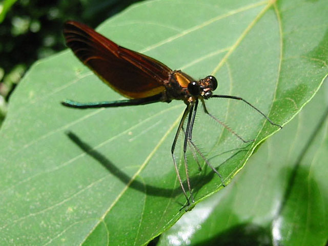 dragonfly