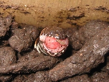 Red-tailed pipe snake
