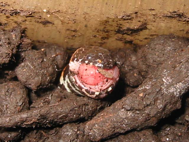 Red-tailed pipe snake