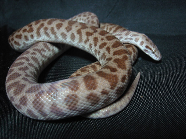Children's Python