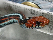 female