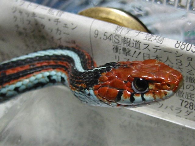female
