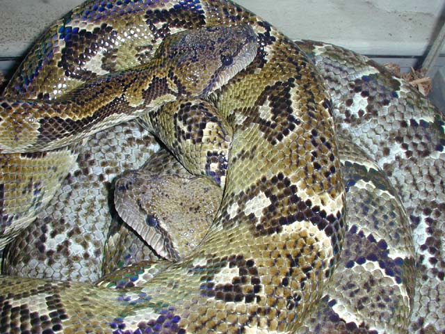 Sanzinia