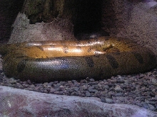 Green Anaconda at Riverbanks Zoo, Columbia, SC