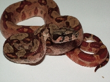 Hypo Het Leopard Female