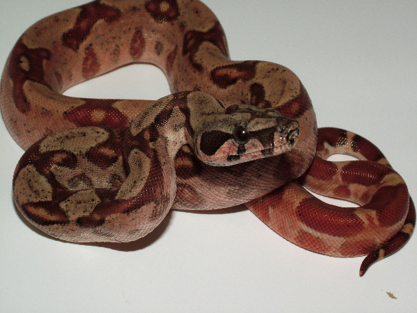 Hypo Het Leopard Female
