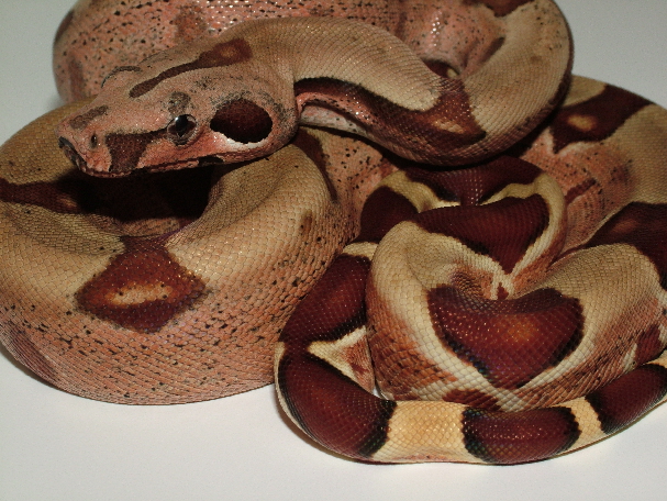 25% Guyana Hypo Jungle Male