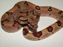 25% Guyana Hypo Jungle Female