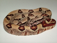 25% Guyana Hypo Jungle Male 2