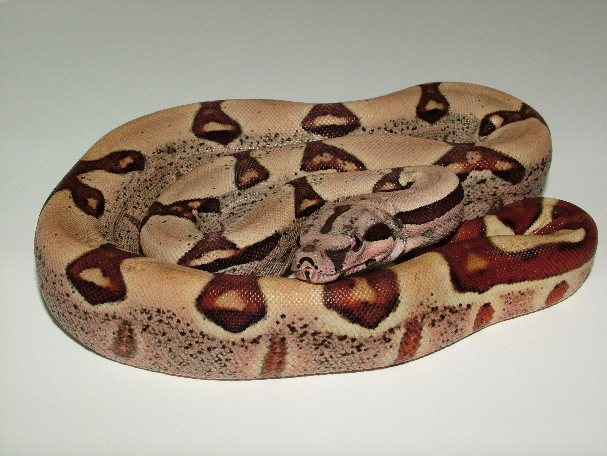25% Guyana Hypo Jungle Male 2