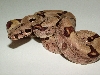 25% Guyana Hypo Jungle Female 2