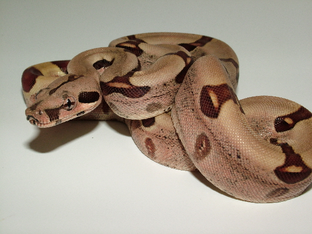 25% Guyana Hypo Jungle Female 2
