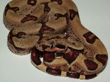 25% Guyana Hypo Jungle Male 3