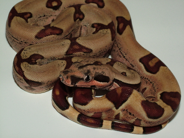 25% Guyana Hypo Jungle Male 3
