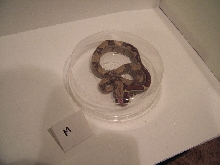 25% Guyana Hypo Jungle Female 2