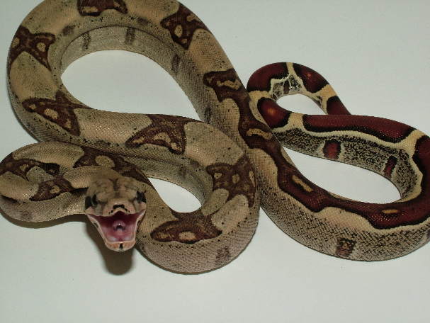 25% Guyana Jungle Male