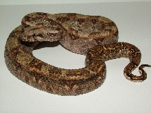 Hypo Sonoran Female
