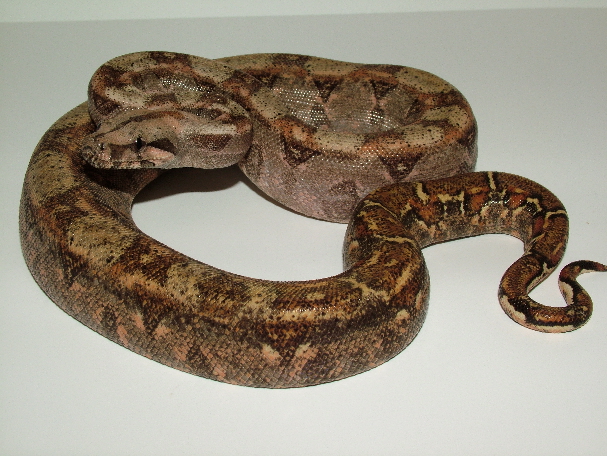 Hypo Sonoran Female