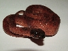 Hypo Leopard Male