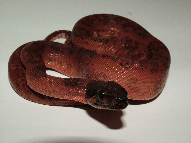 Hypo Leopard Male
