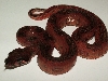 Hypo Leopard Female