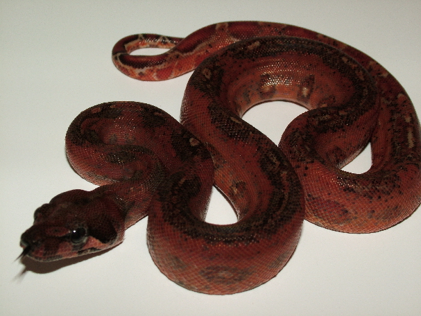 Hypo Leopard Female