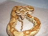 Jungle Female