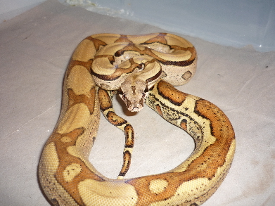 Jungle Female