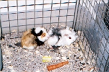 Blue Eyed Guinea Pigs