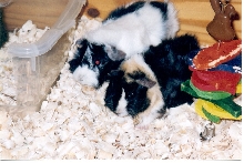 Pepper  & Sugar