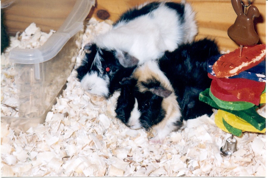 Pepper  & Sugar