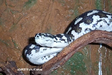 Black & White Jungle Carpet Python